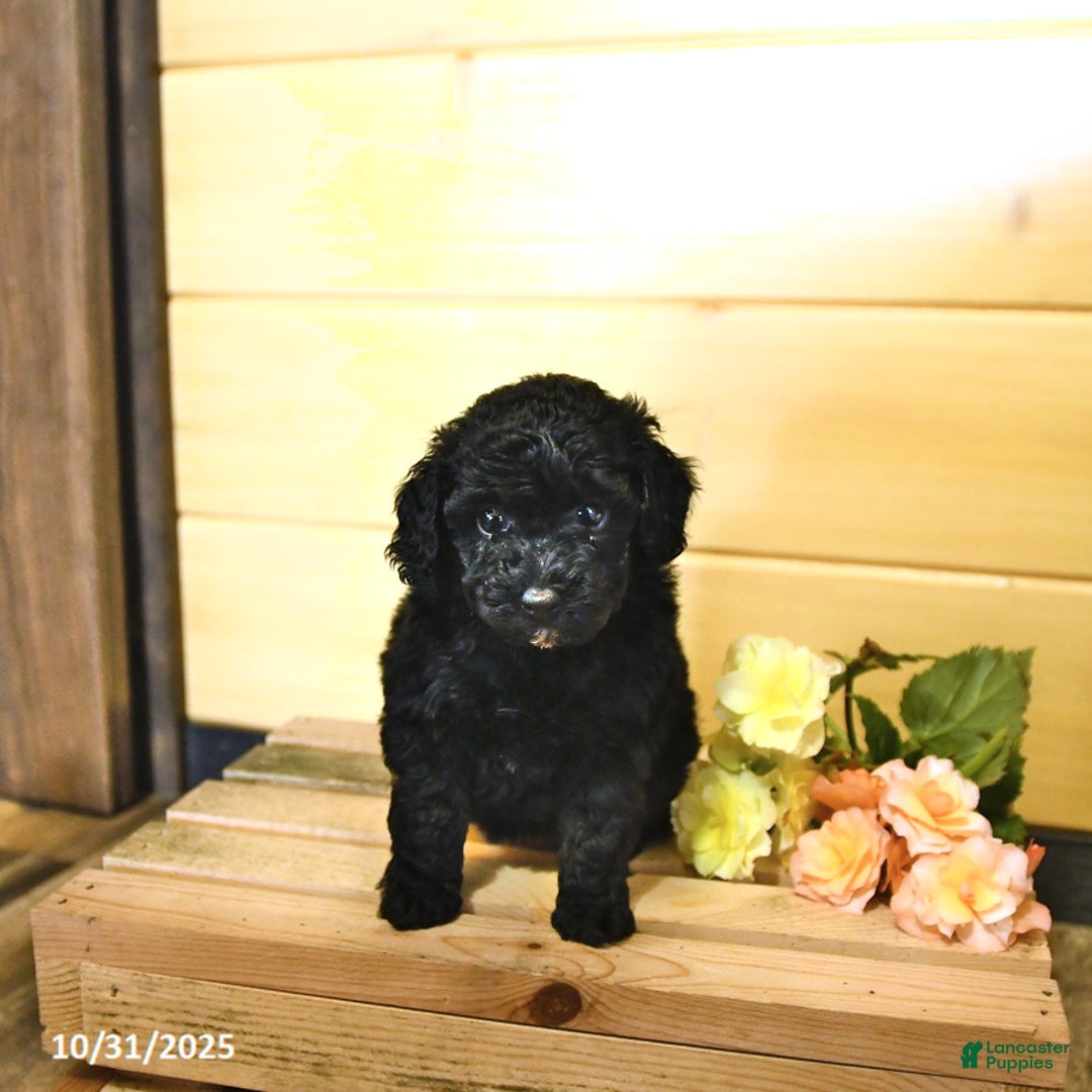 Miniature Poodle dogs for sale: Fern - Ad 3
