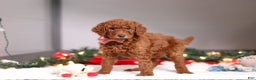 Standard Poodle dogs for sale: Kaylee - Ad 3