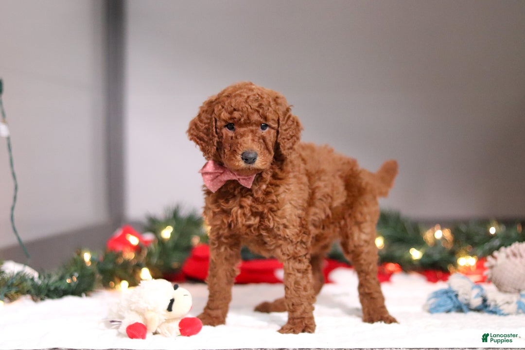 Standard Poodle dogs for sale: Kaylee - Ad 3
