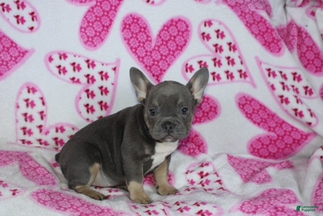 French Bulldog dogs Paisley - Ad 2
