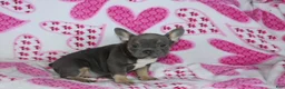 French Bulldog dogs for sale: Paisley - Ad 2