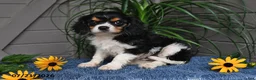 Cavalier King Charles Spaniel dogs for sale: Jaxon - Ad 4