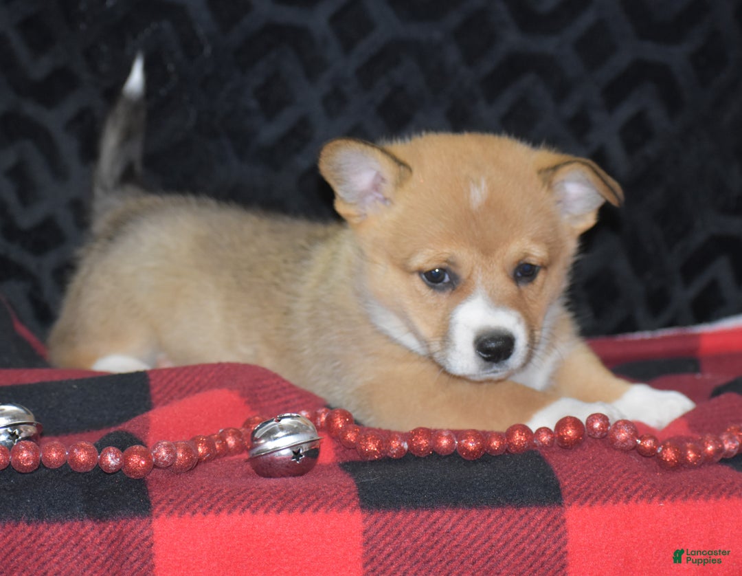 Welsh Corgi Pembroke dogs for sale: Milkyway - Ad 9