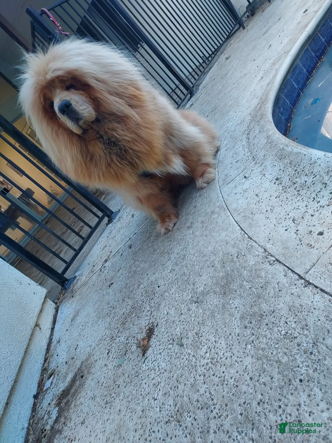 Tibetan Mastiff dogs for sale: Tibetan Mastiff Puppy 1 - Ad 2