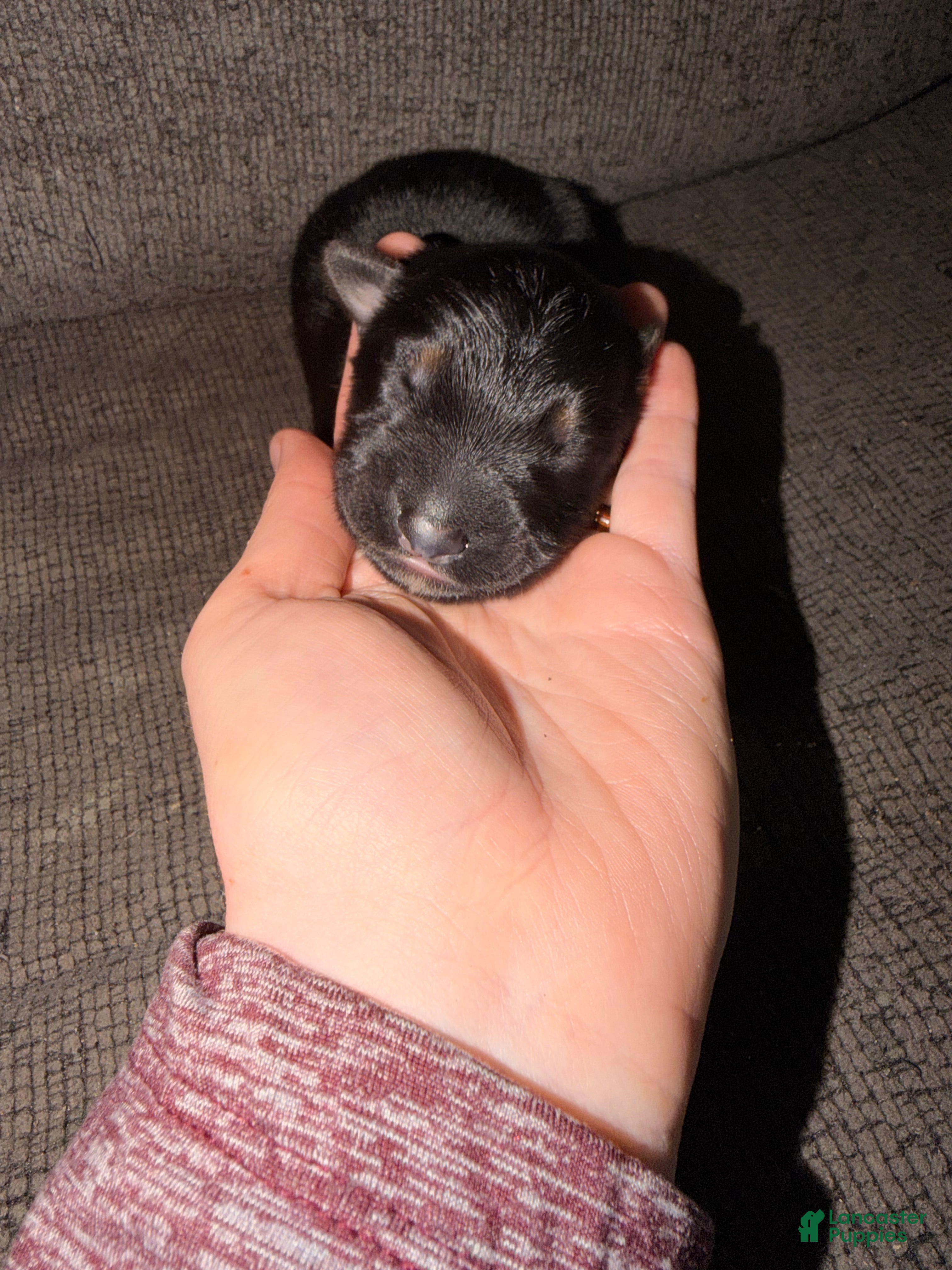 German Shepherd dogs German Shepherd Puppy 2- Blue Male - Ad 6