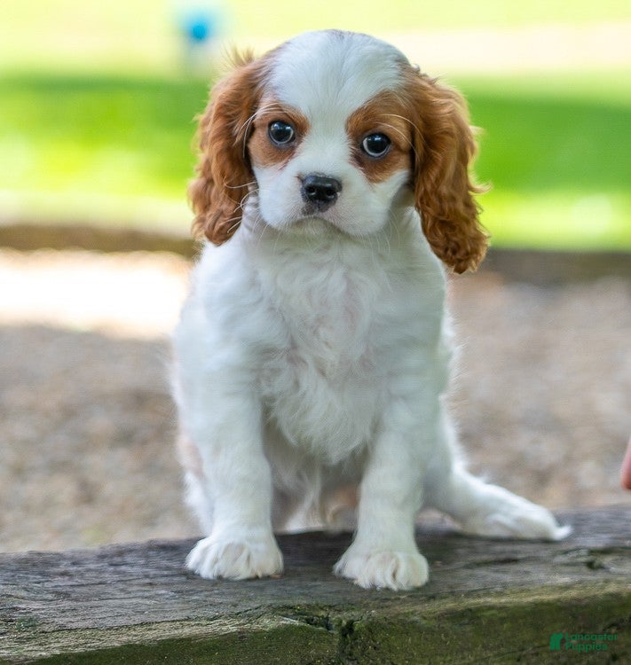 Cavalier King Charles Spaniel dogs Becca - Ad 2