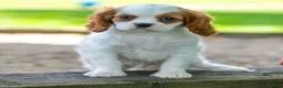 Cavalier King Charles Spaniel dogs for sale: Becca - Ad 2