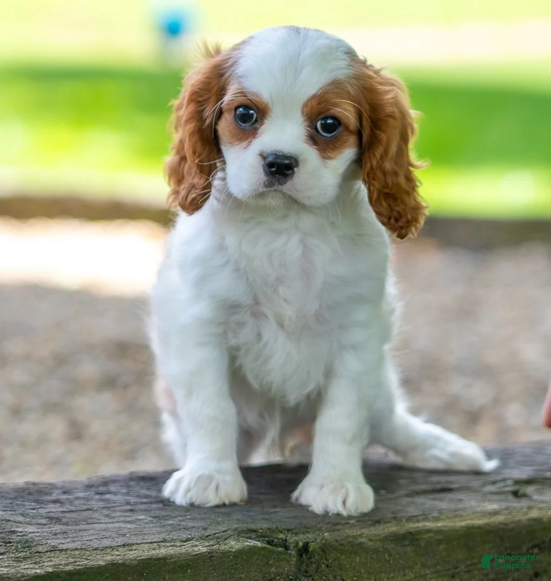 Cavalier King Charles Spaniel dogs for sale: Becca - Ad 2