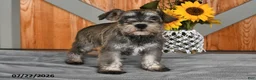 Miniature Schnauzer dogs for sale: Martha - Ad 3