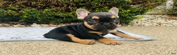 French Bulldog dogs for sale: Lucy  - Ad 9