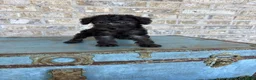 Miniature Labradoodle dogs for sale: Breeze - Ad 6