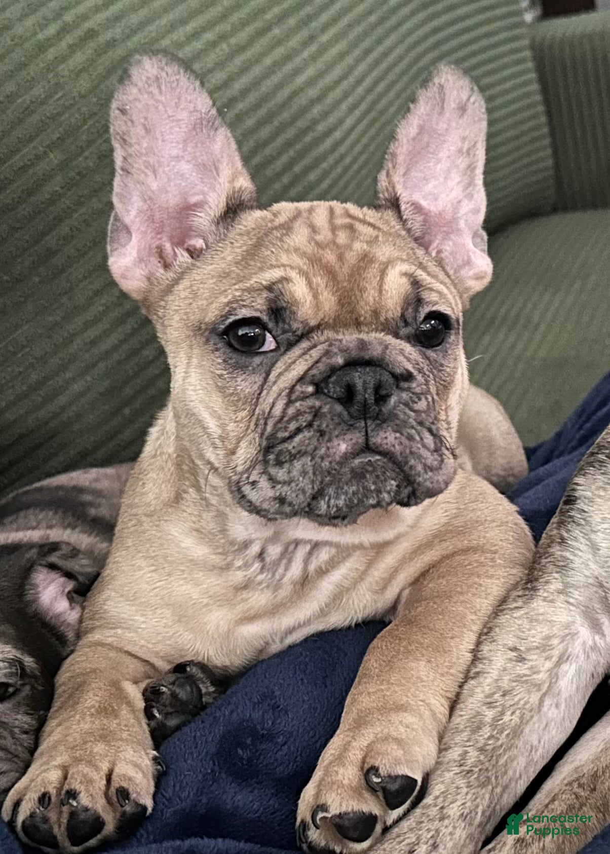 French Bulldog dogs Tiny - Ad 36