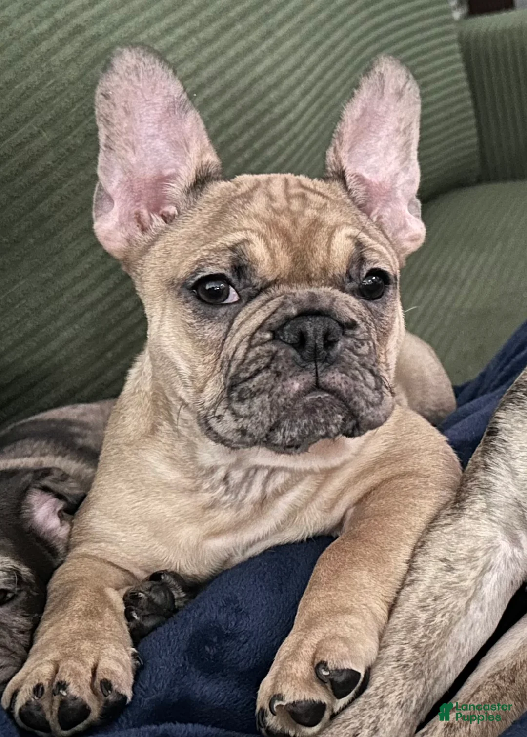 French Bulldog dogs for sale: Tiny - Ad 2