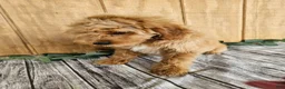Mini Goldendoodle dogs for sale: Alice - Ad 4