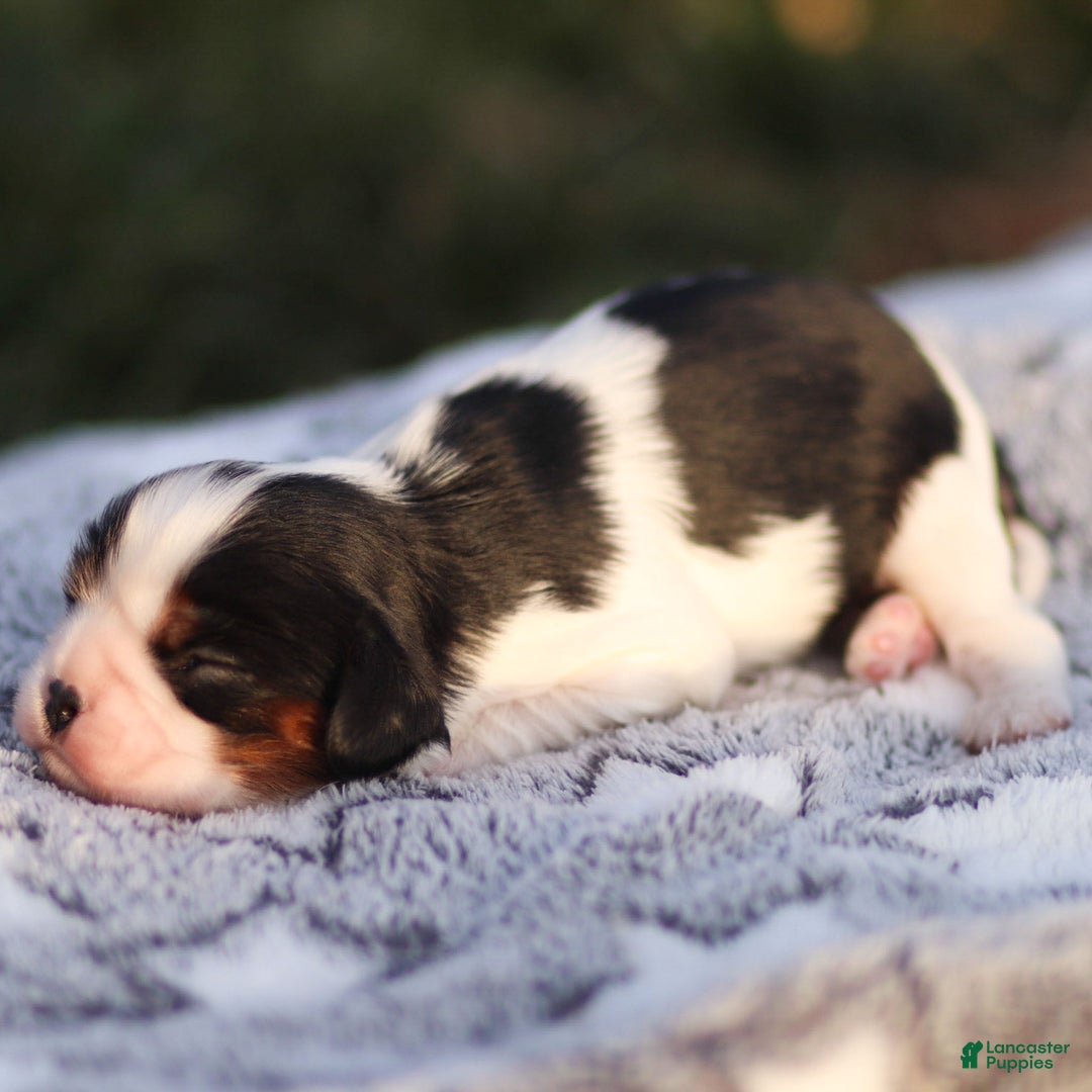 Cavalier King Charles Spaniel dogs for sale: Azriel - Ad 1