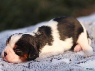 Cavalier King Charles Spaniel dogs Azriel - Ad 27