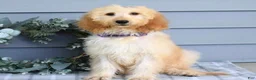 Goldendoodle dogs for sale: Millie - Ad 9