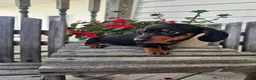 Dachshund dogs for sale: Bud - Ad 7