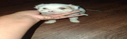 Mixed Breed dogs for sale: Mixed Breed 1 - Ad 4