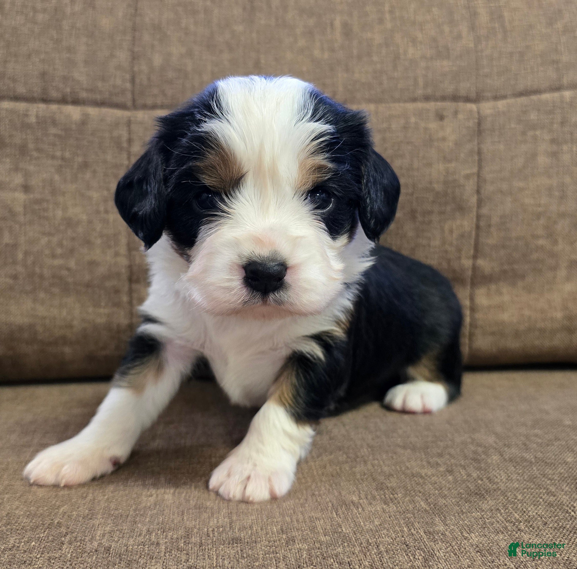 Miniature Bernese Mountain Dog dogs Paris - Ad 1
