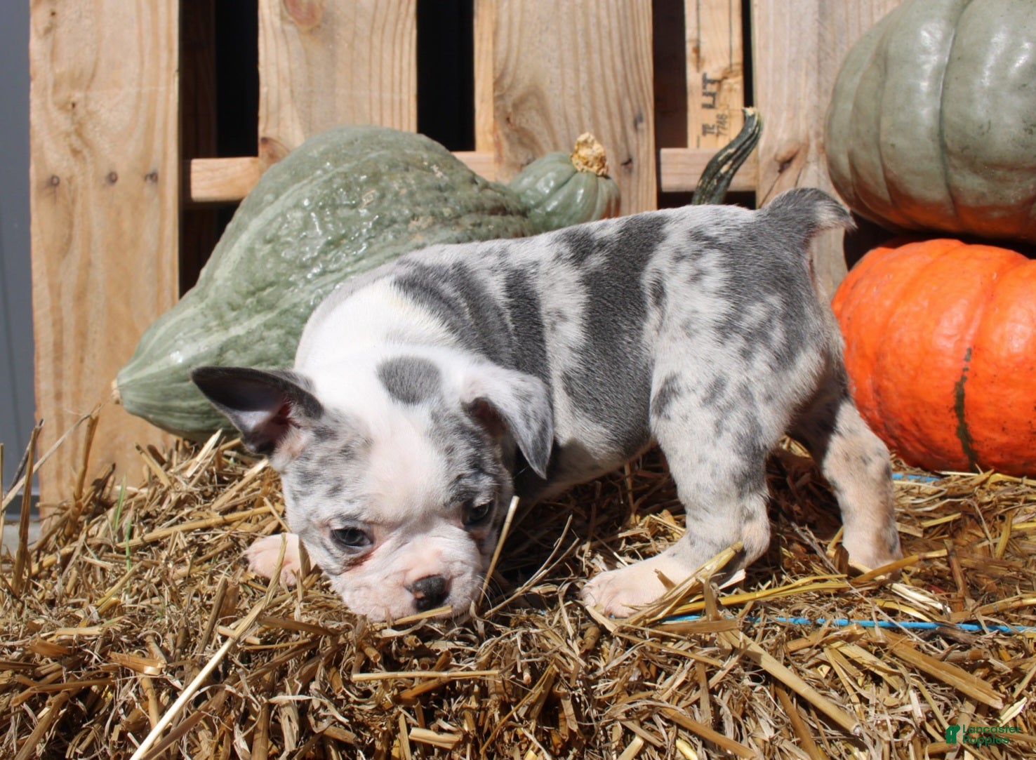 Mixed Breed dogs Nash - Ad 2
