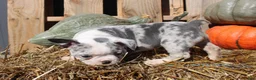 Mixed Breed dogs for sale: Nash - Ad 2