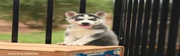 Siberian Husky dogs for sale: Breeze - Ad 4