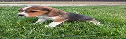 Beagle dogs for sale: Ramsey - Ad 5