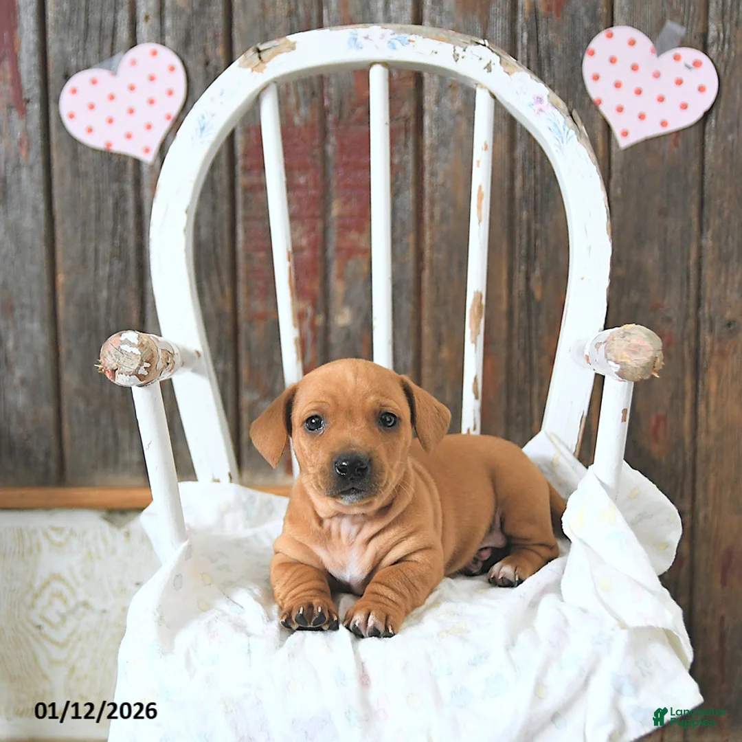 Miniature Dachshund dogs for sale: Brody - Ad 14