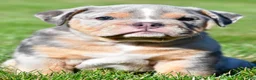 Beabull dogs for sale: Tucker - Ad 1