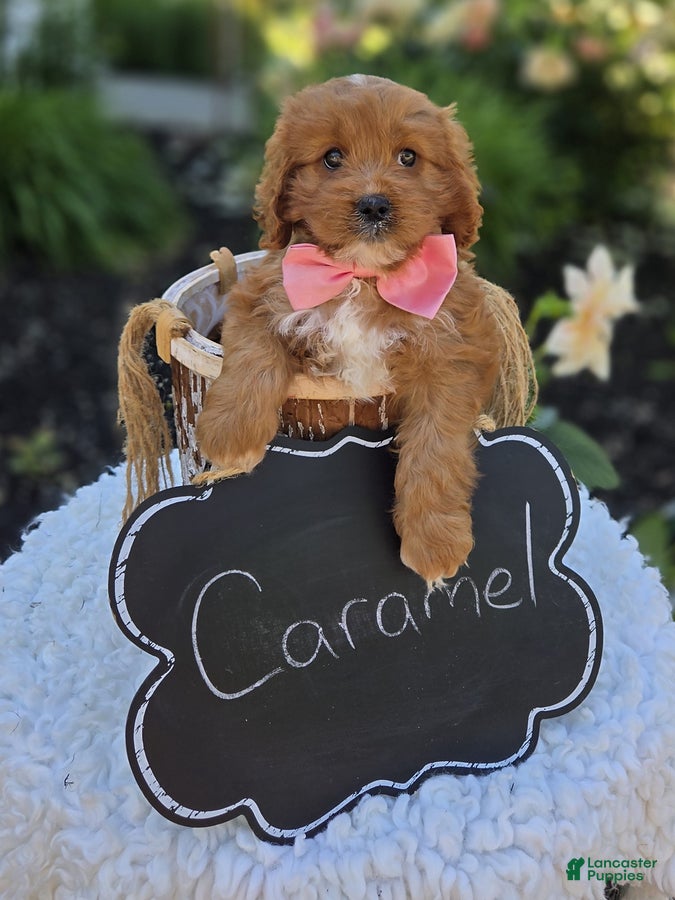 Cavapoo dogs Carmel - Ad 1