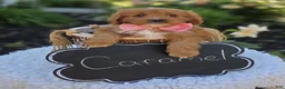 Cavapoo dogs for sale: Carmel - Ad 1