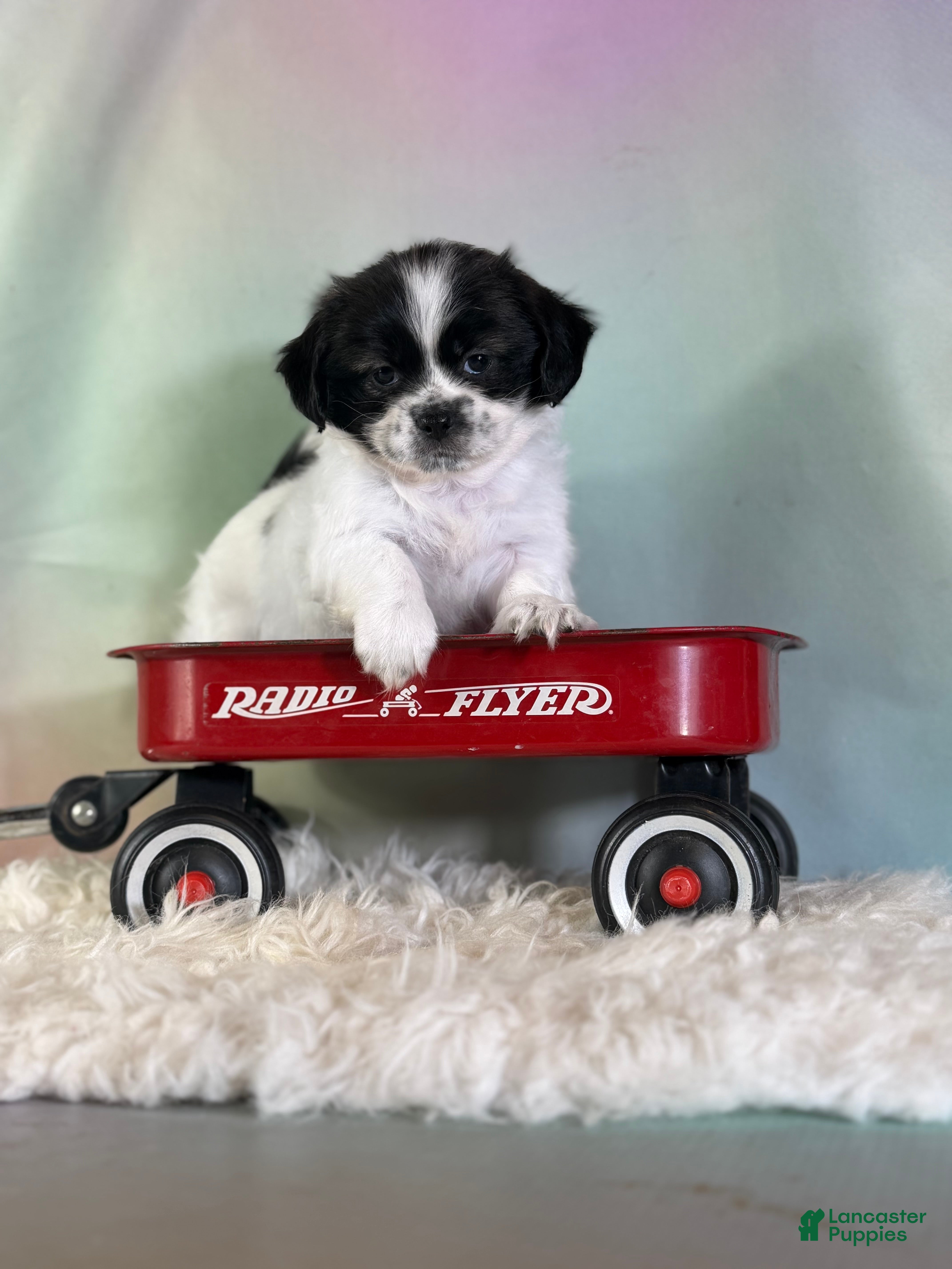 Teddy Bear dogs Lily - Ad 1