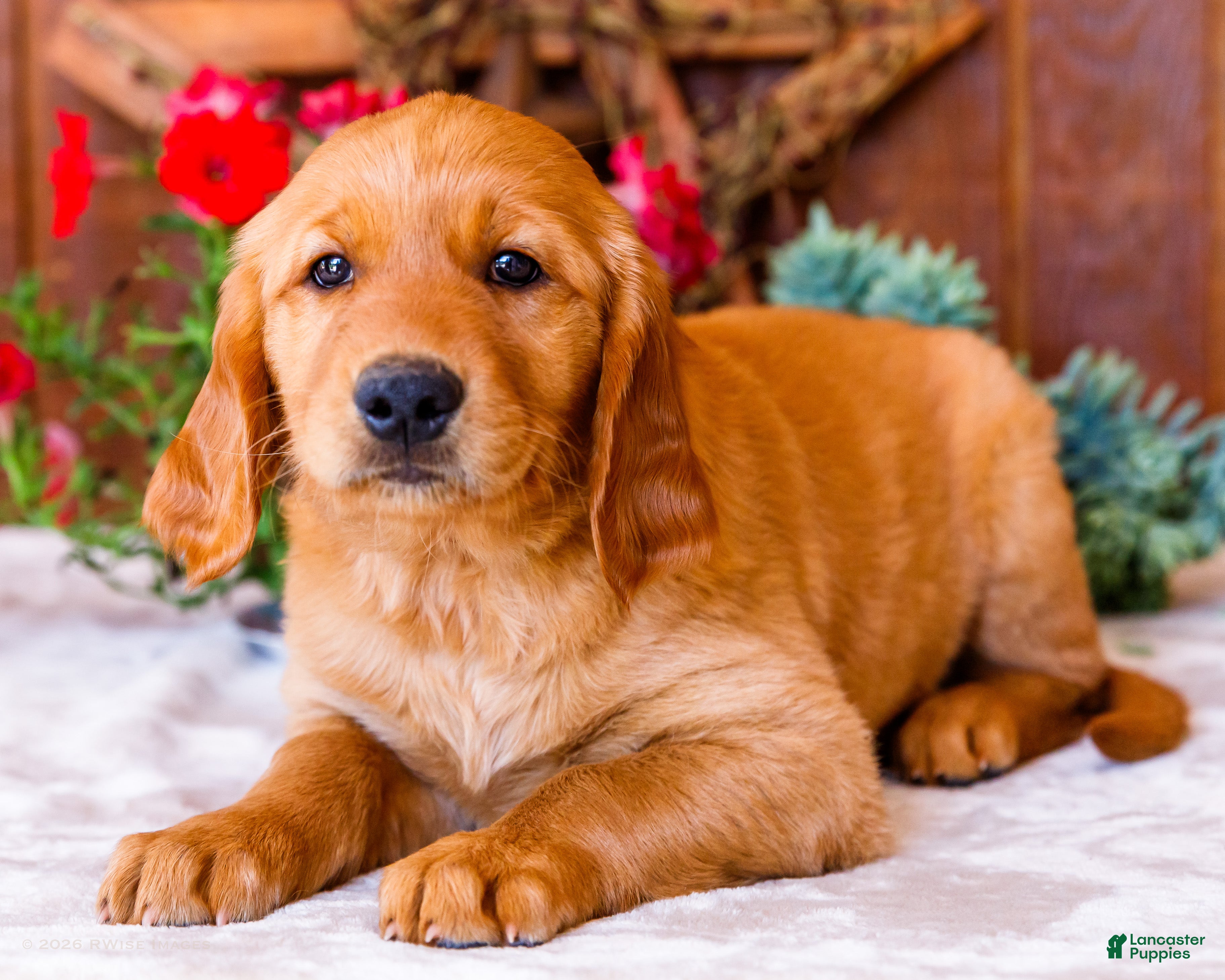 Golden Retriever dogs Rose - Ad 1