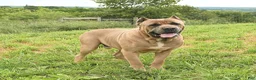 Cane Corso dogs for sale: Jazer - Ad 6