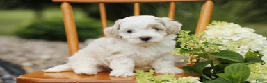 Teddy
