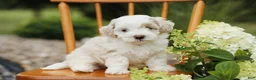 Mini Aussiedoodle dogs for sale: Teddy - Ad 1