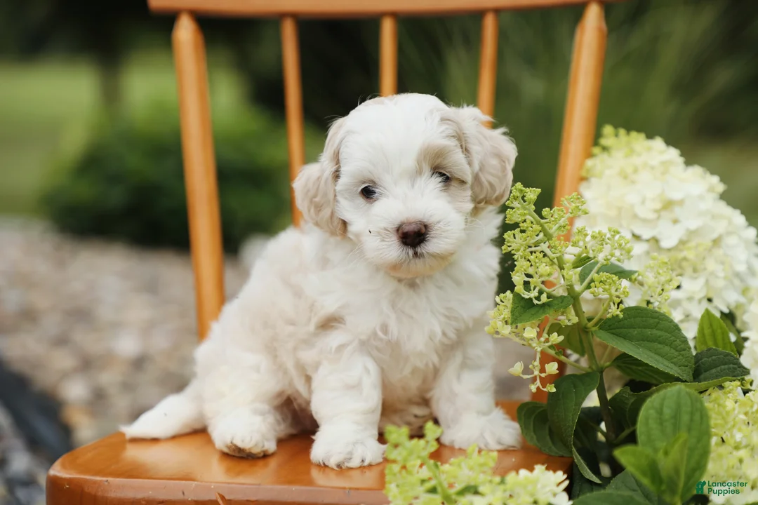 Mini Aussiedoodle dogs for sale: Teddy - Ad 1