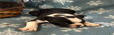 Boston Terrier Puppy 6