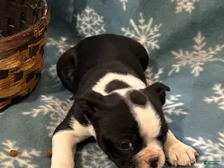 Boston Terrier dogs Boston Terrier Puppy 6 - Ad 4