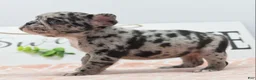 Mixed Breed dogs for sale: Ruby merle - Ad 15