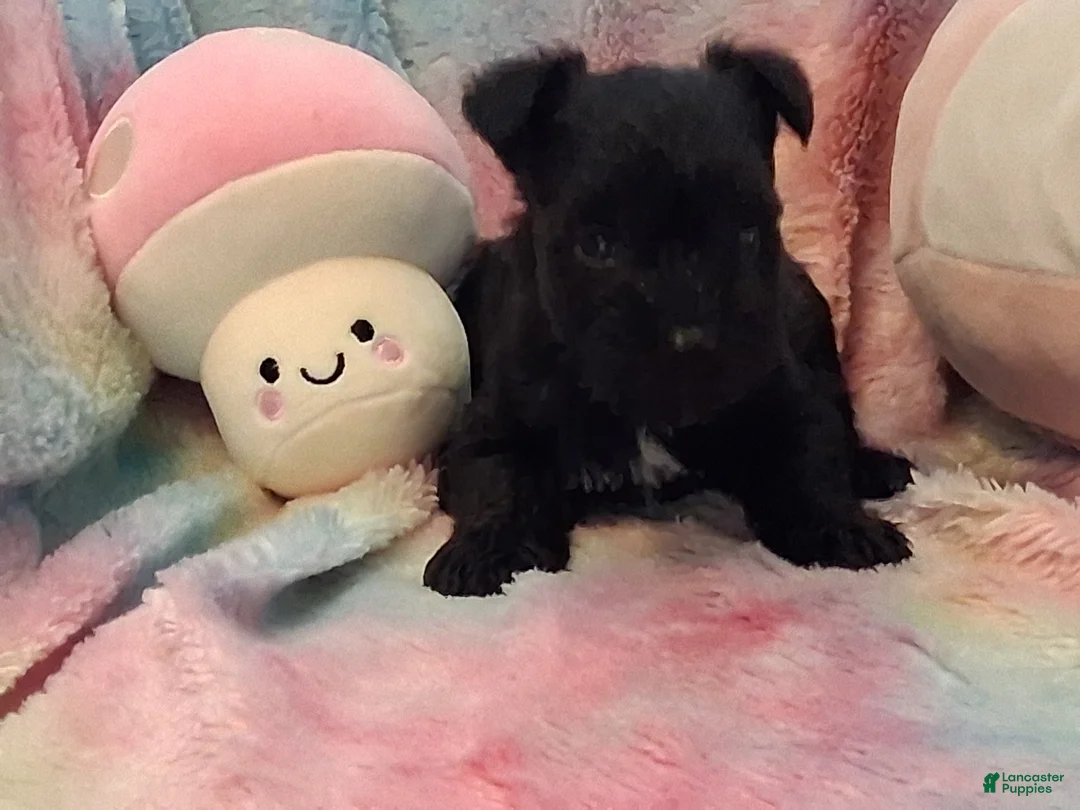 Miniature Schnauzer dogs for sale: Brownie AKC Miniature Schnauzer - Ad 2