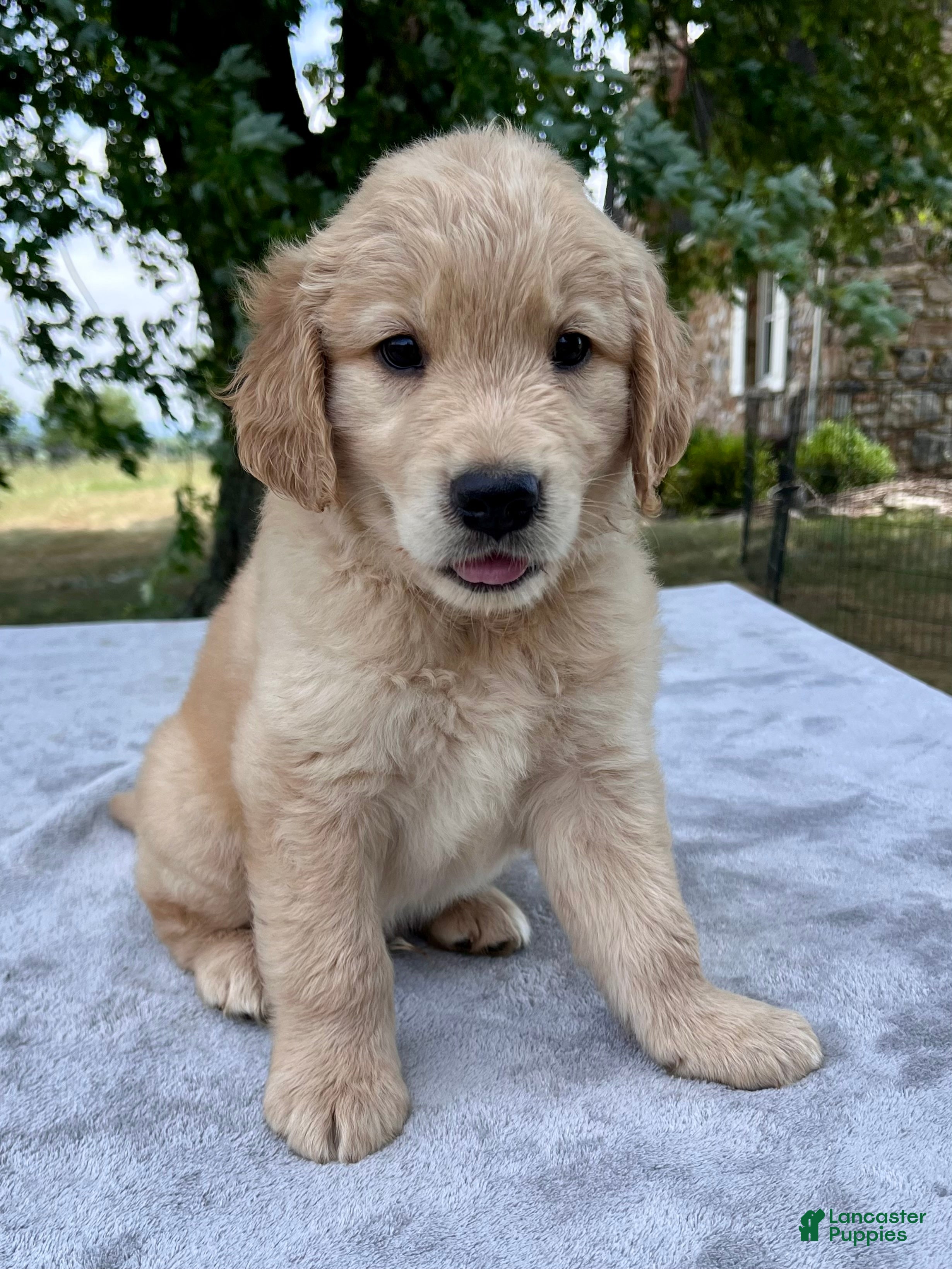 Golden Retriever dogs Duke - Ad 2