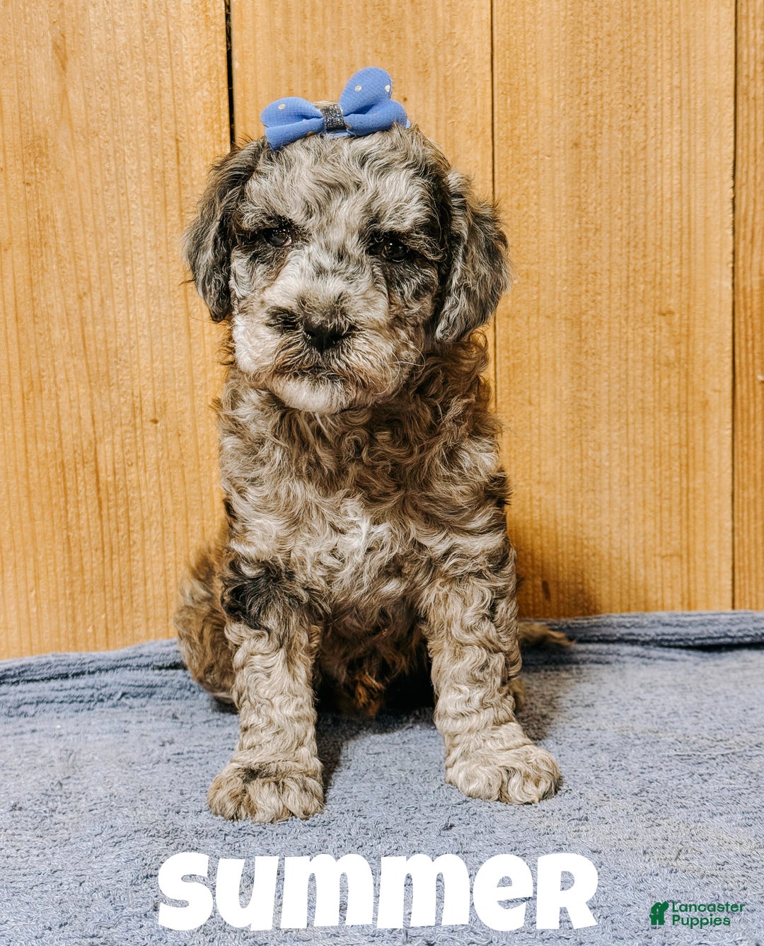 Mixed Breed dogs for sale: Medium F1b Bernedoodle - Summer - Ad 1