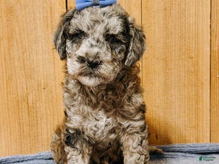 Mixed Breed dogs Medium F1b Bernedoodle - Summer - Ad 34