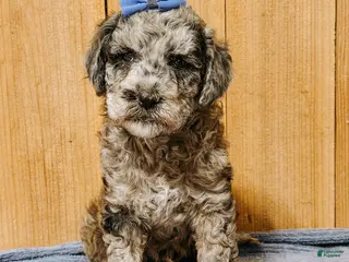 Mixed Breed dogs Medium F1b Bernedoodle - Summer - Ad 34