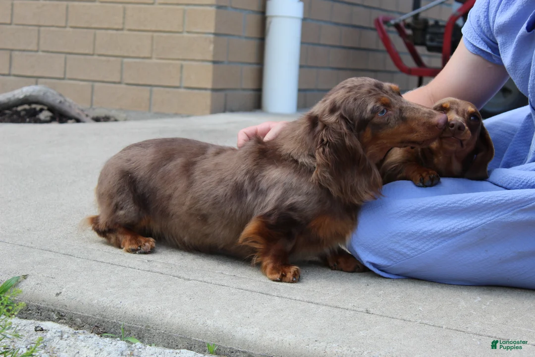 Miniature Dachshund dogs for sale: Olivia - Ad 17