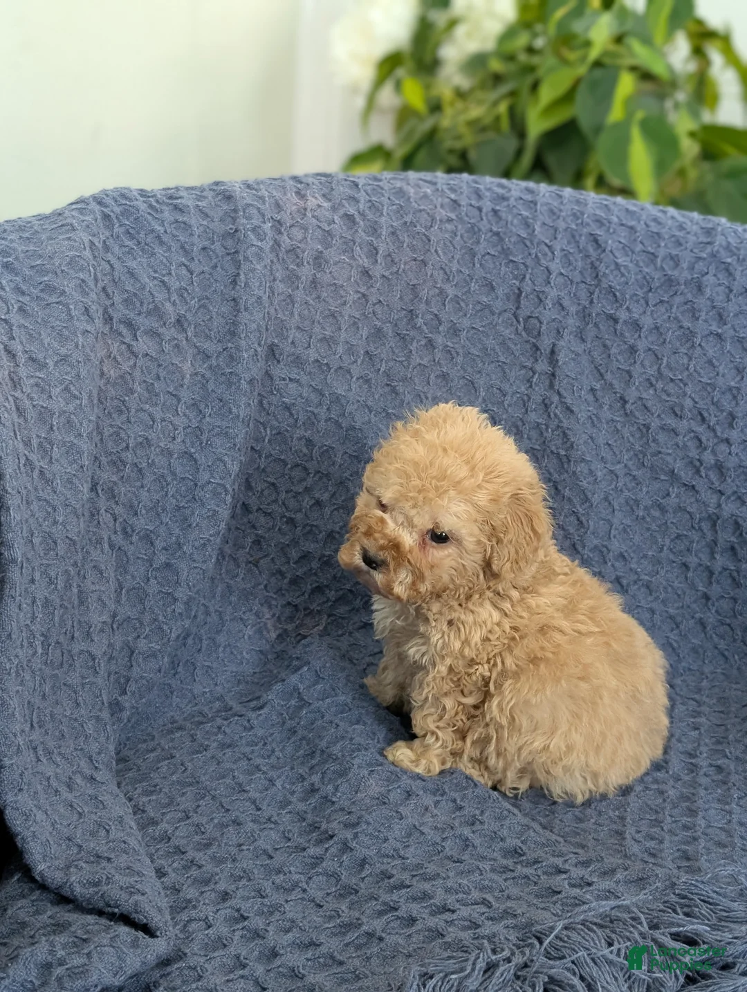 Cockapoo dogs for sale: Tiny Angelina  - Ad 6