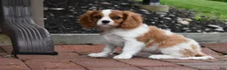Cavalier King Charles Spaniel dogs for sale: Romeo  - Ad 5