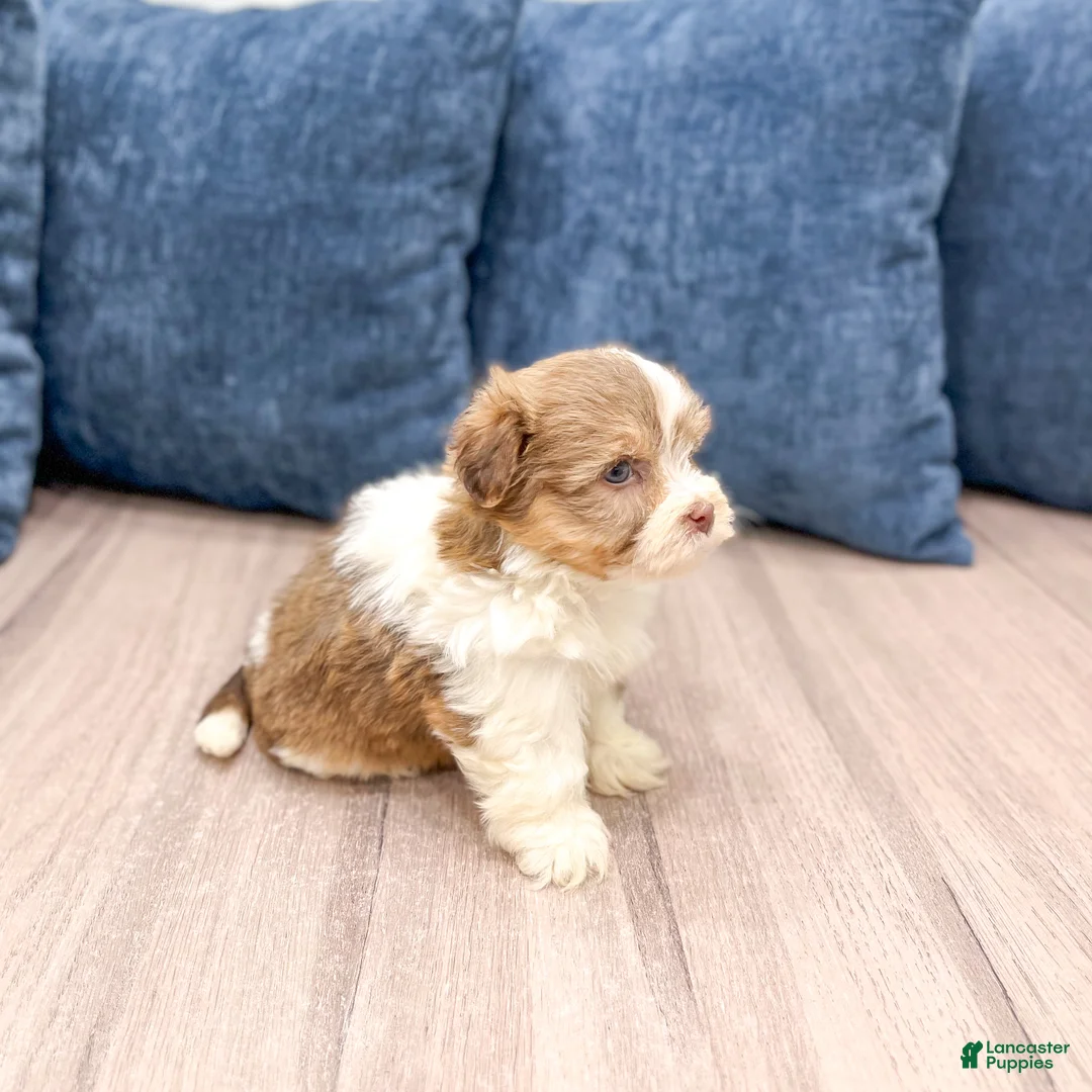 Havanese dogs for sale: Jasmine - Ad 4